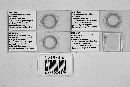 Dioicomyces prominens image