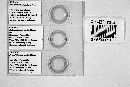 Pselaphidomyces pselapti image