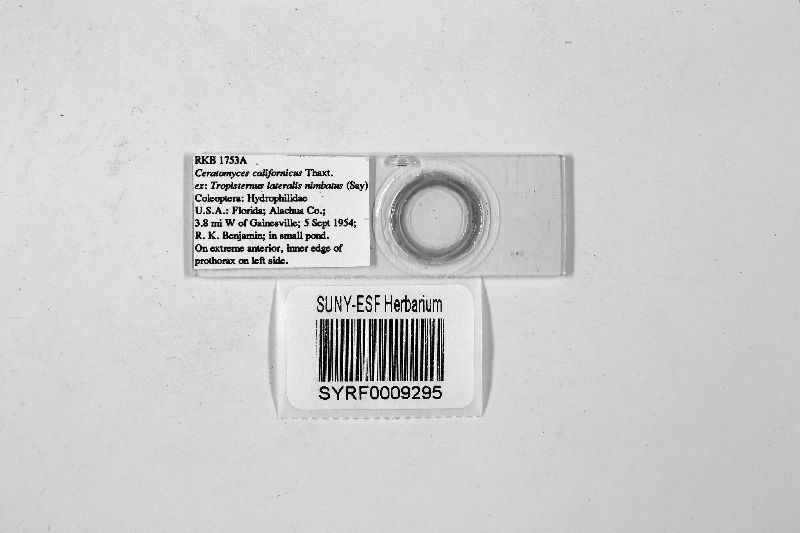 Ceratomyces californicus image