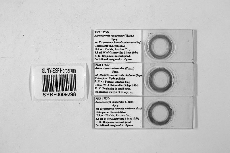 Autoicomyces minusculus image