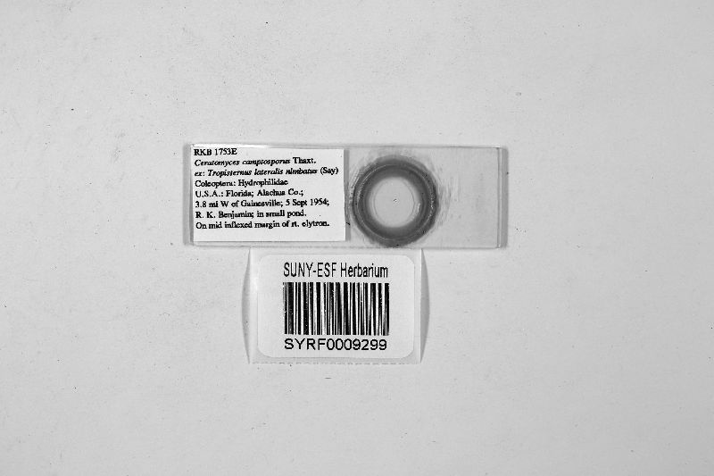 Ceratomyces camptosporus image