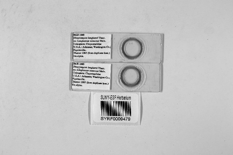 Dimeromyces longitarsi image
