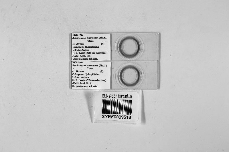 Autoicomyces acuminatus image