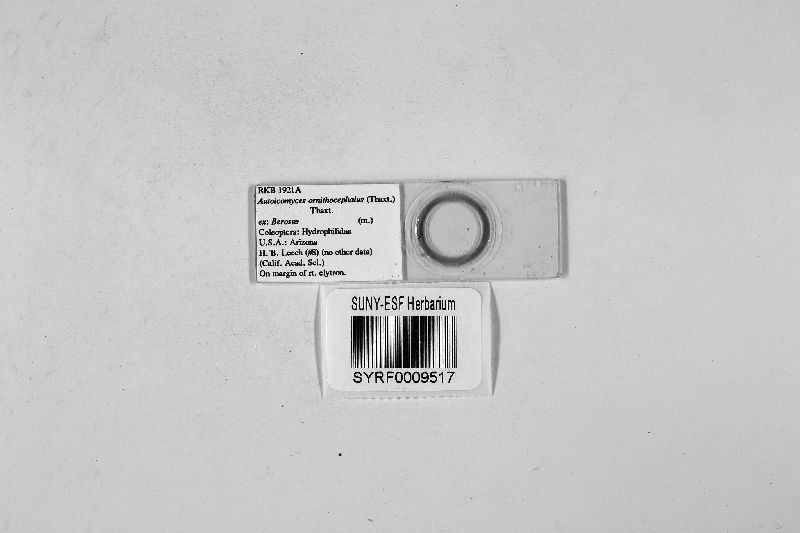 Autoicomyces ornithocephalus image