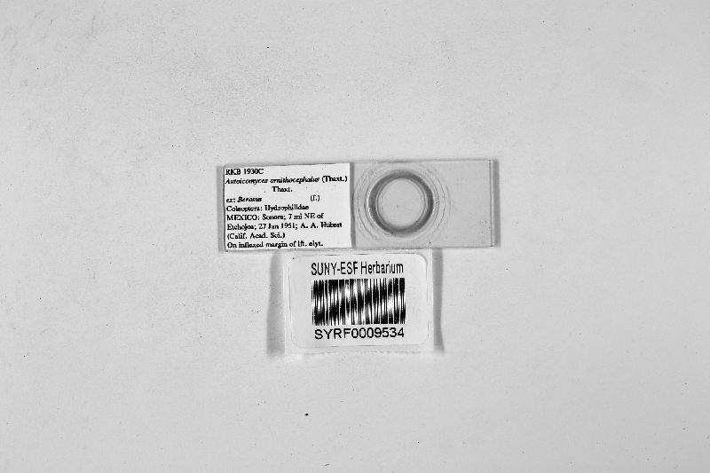 Autoicomyces ornithocephalus image