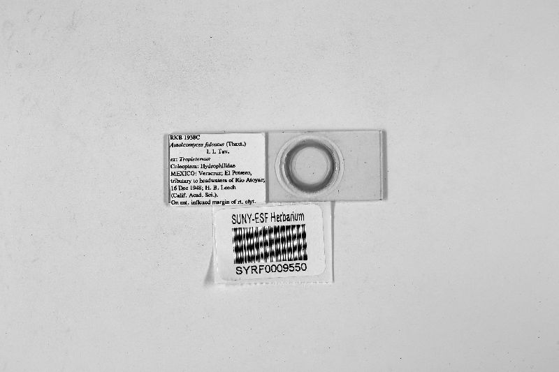 Autoicomyces falcatus image