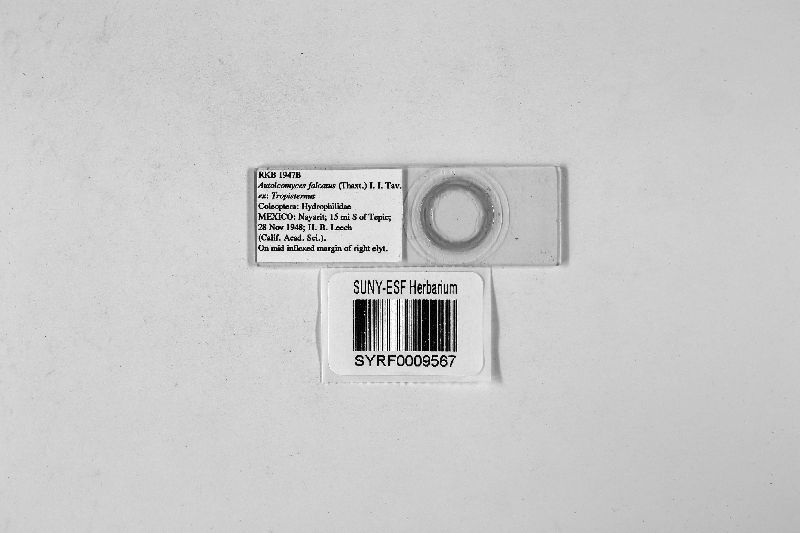 Autoicomyces falcatus image