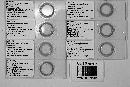 Filariomyces forficulae image