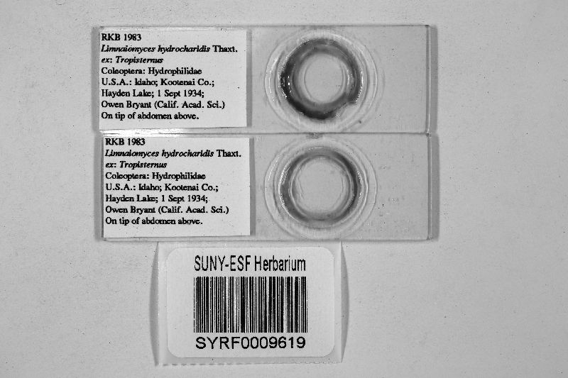 Limnaiomyces hydrocharis image