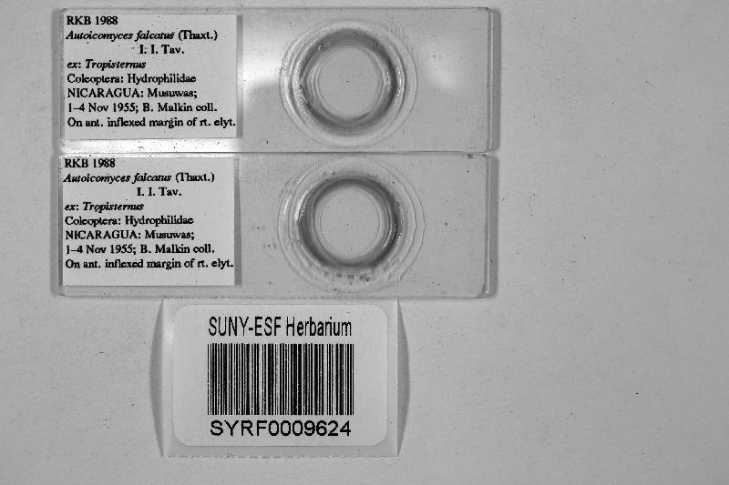 Autoicomyces falcatus image