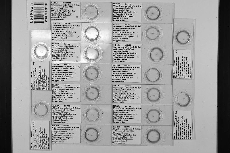 Rhizopodomyces californicus image