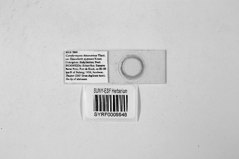 Corethromyces thinocarinus image