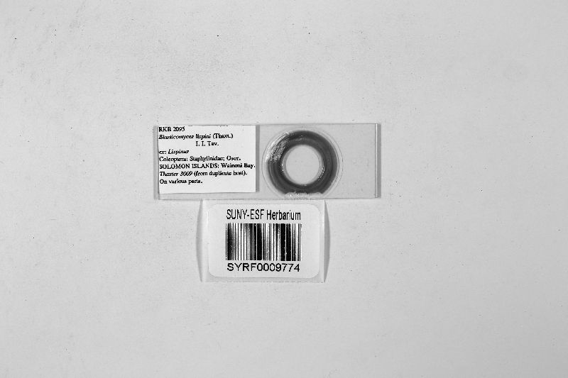 Blasticomyces lispini image