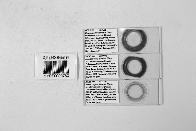 Monoicomyces diestotae image