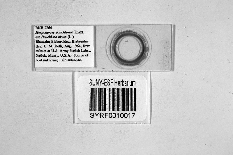Herpomyces panchlorae image