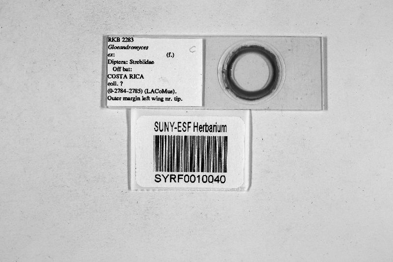 Gloeandromyces image
