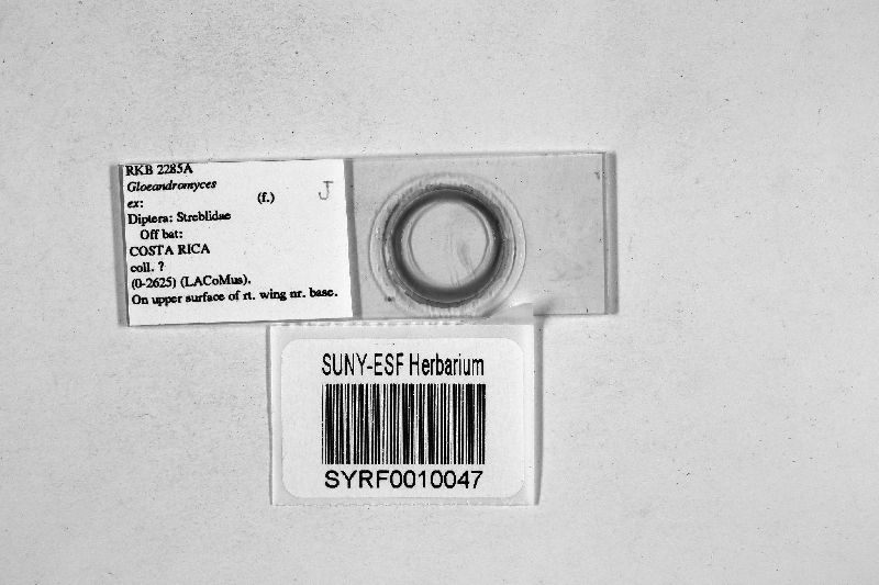 Gloeandromyces image