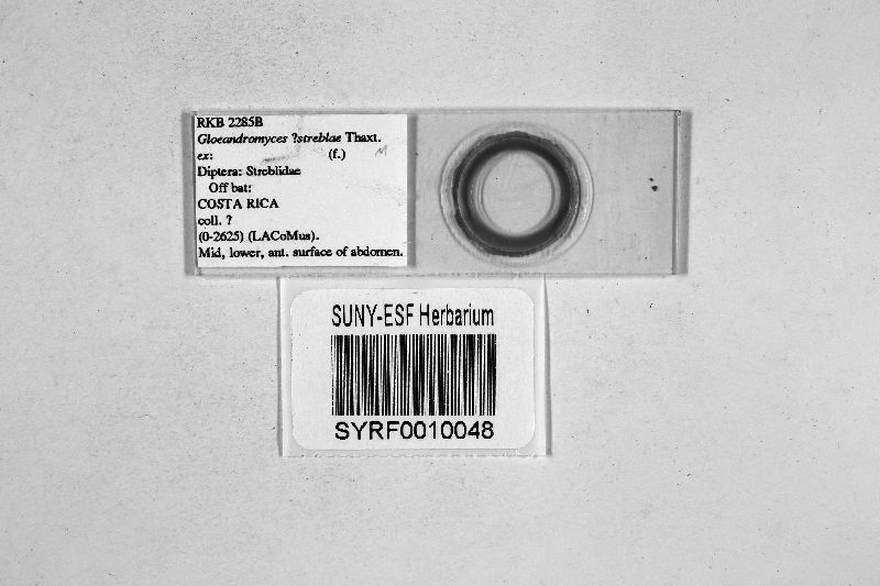 Gloeandromyces image