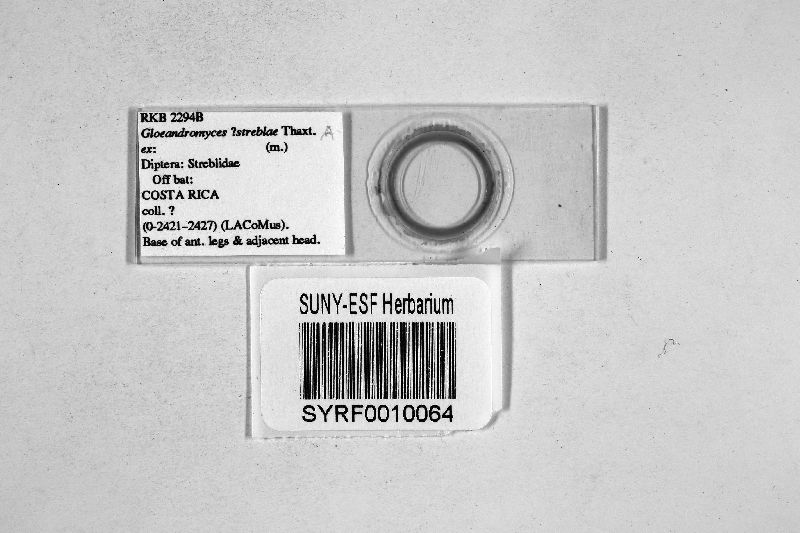 Gloeandromyces image