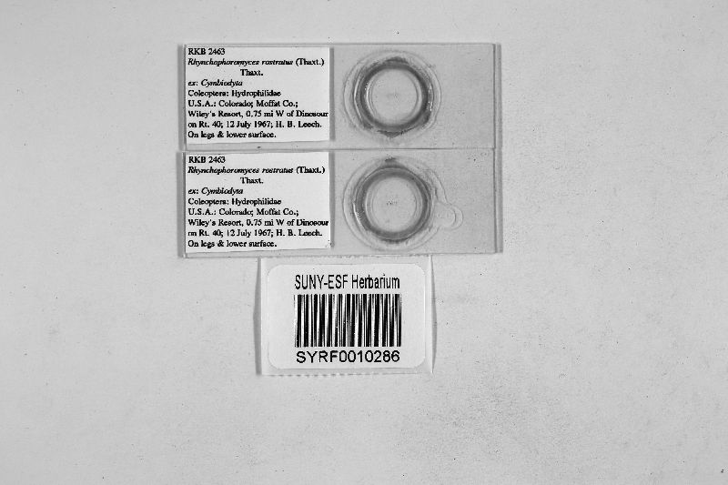 Rhynchophoromyces rostratus image