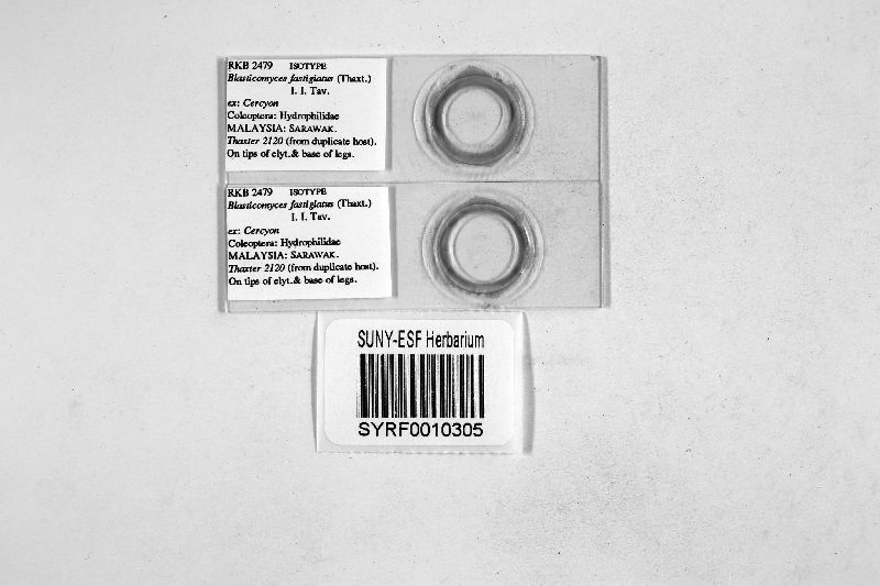 Blasticomyces image