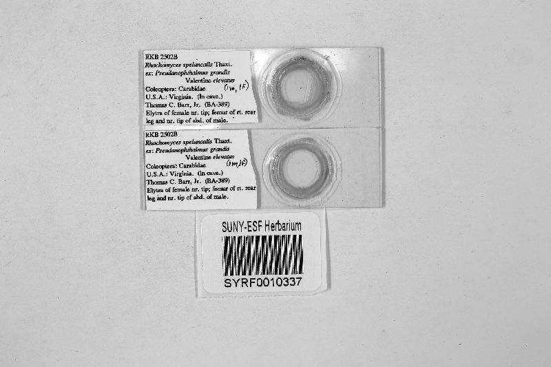 Rhachomyces speluncalis image