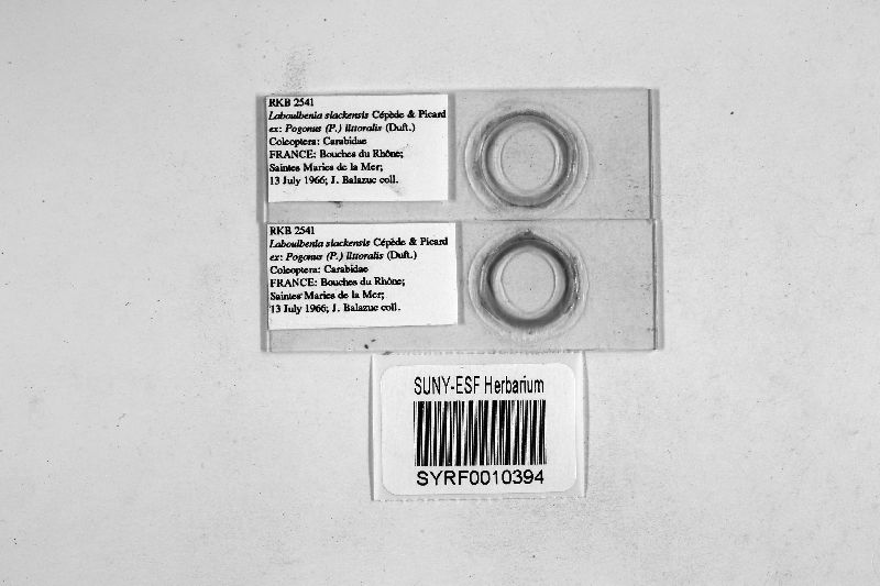 Laboulbenia slackensis image