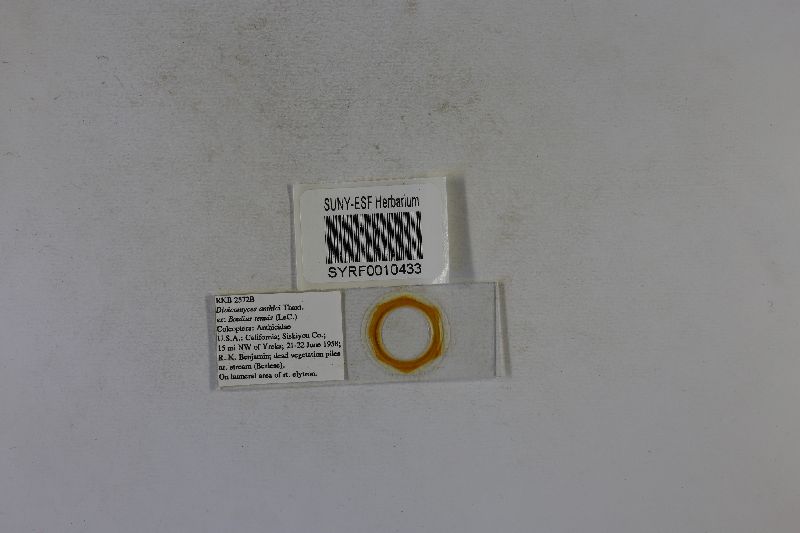 Dioicomyces image