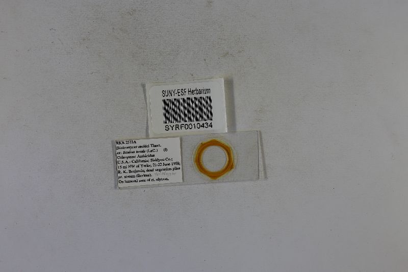 Dioicomyces anthici image
