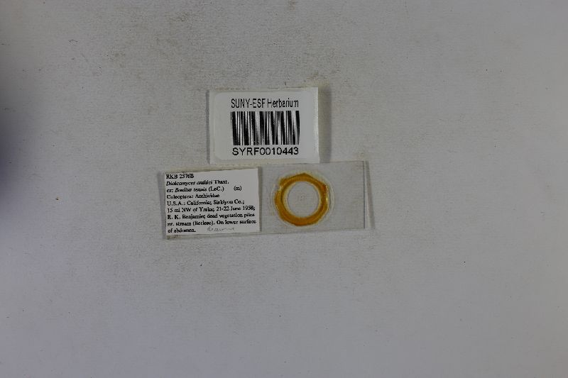 Dioicomyces anthici image