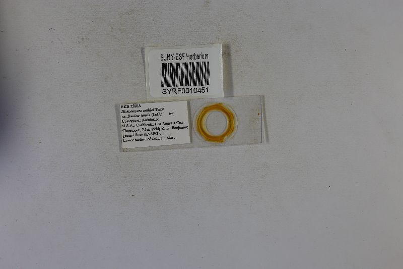 Dioicomyces image