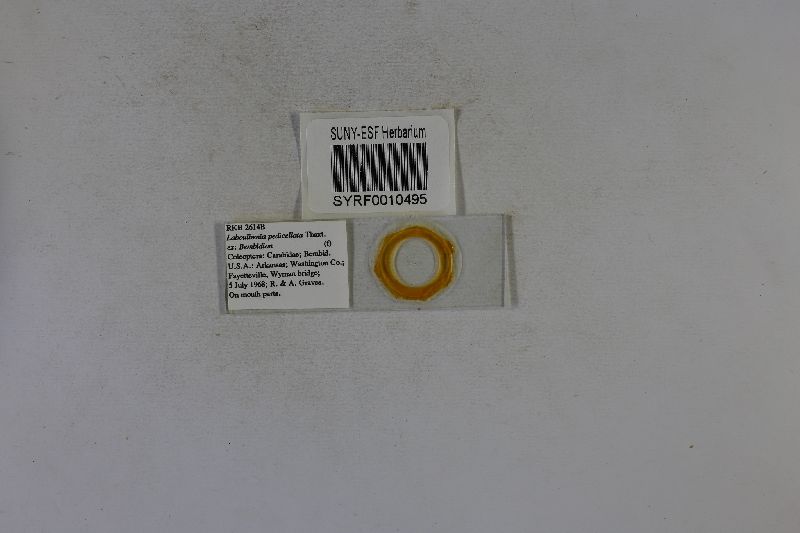 Laboulbenia pedicellata image