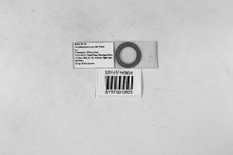 Autophagomyces image