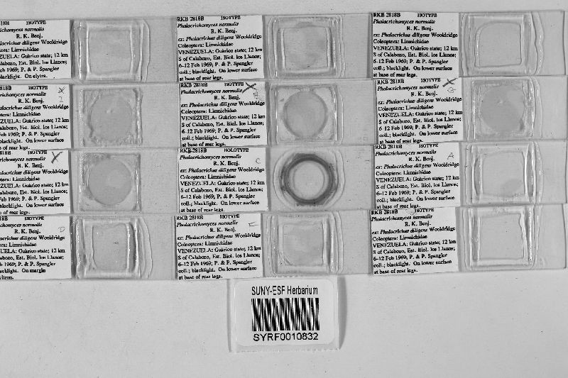 Phalacrichomyces normalis image
