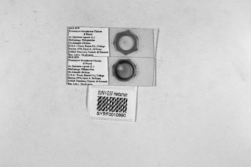 Trenomyces histophtorus image