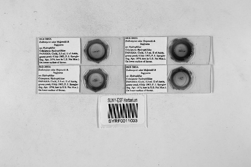 Zodiomyces odae image