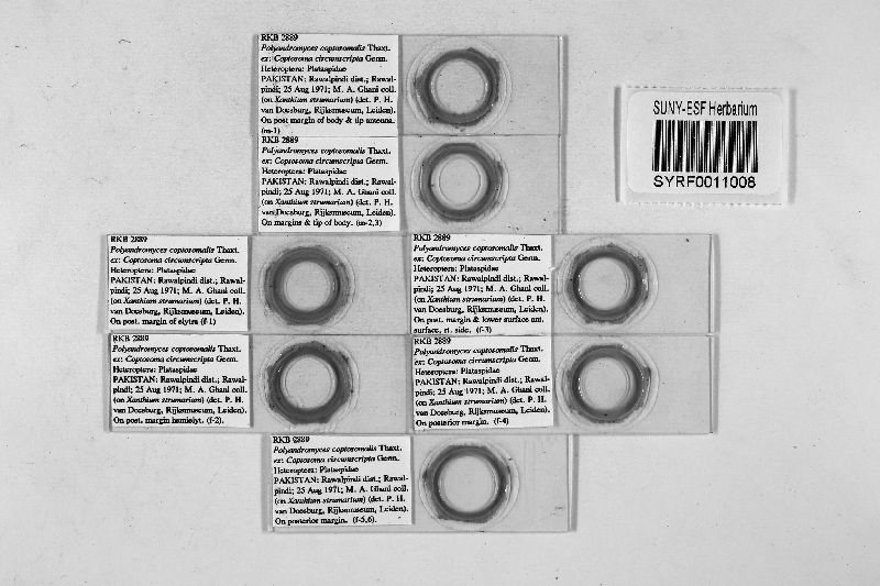 Polyandromyces coptosomalis image