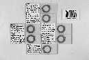 Polyandromyces coptosomalis image