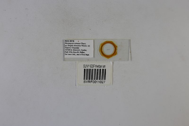 Rhizomyces cornutus image