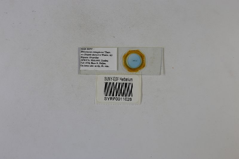 Rhizomyces ctenophorus image