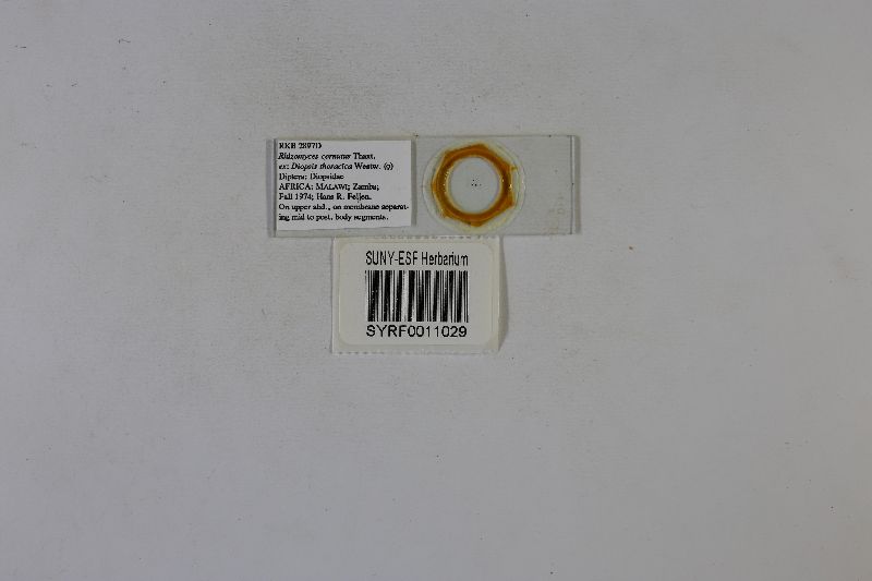 Rhizomyces cornutus image
