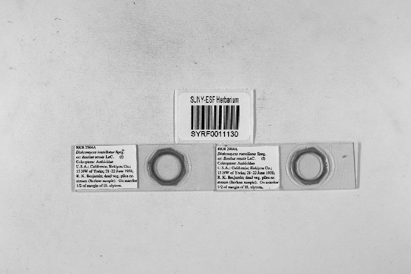 Dioicomyces rostellatus image
