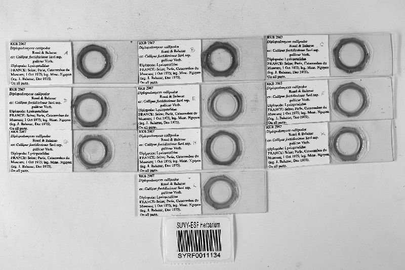 Diplopodomyces image