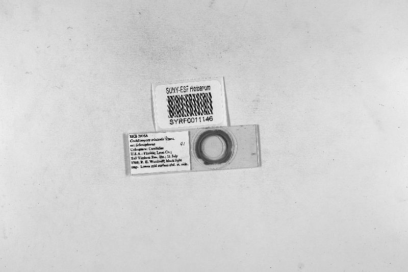 Cochliomyces trinitatis image