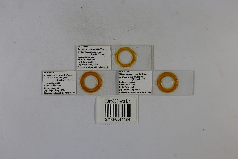 Rhizomyces gracilis image