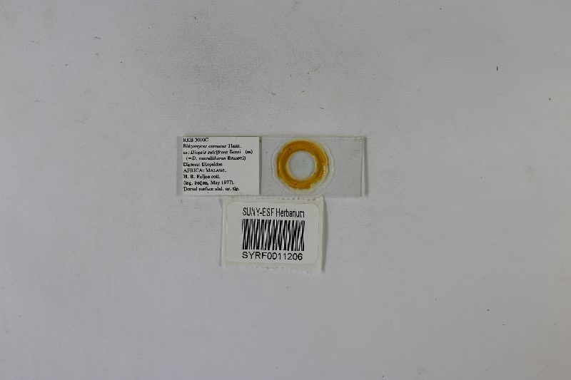 Rhizomyces cornutus image
