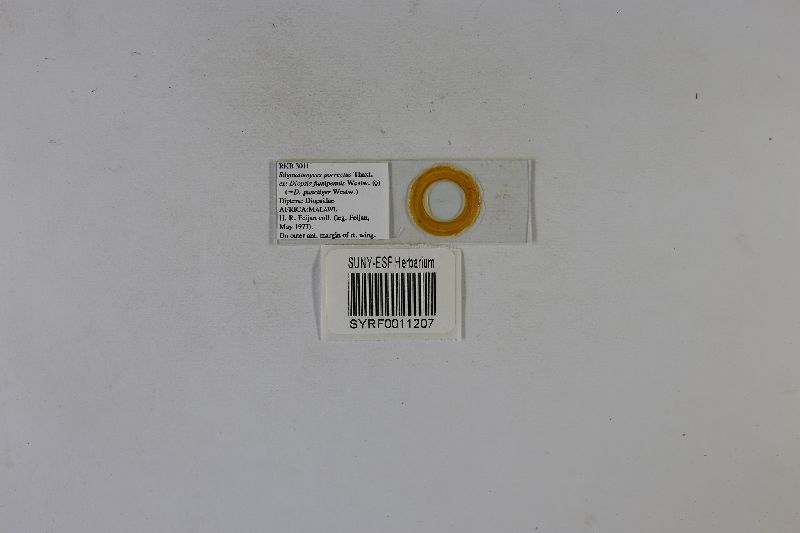 Stigmatomyces porrectus image