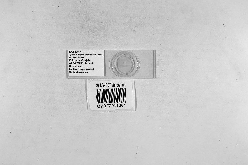 Synandromyces geniculatus image