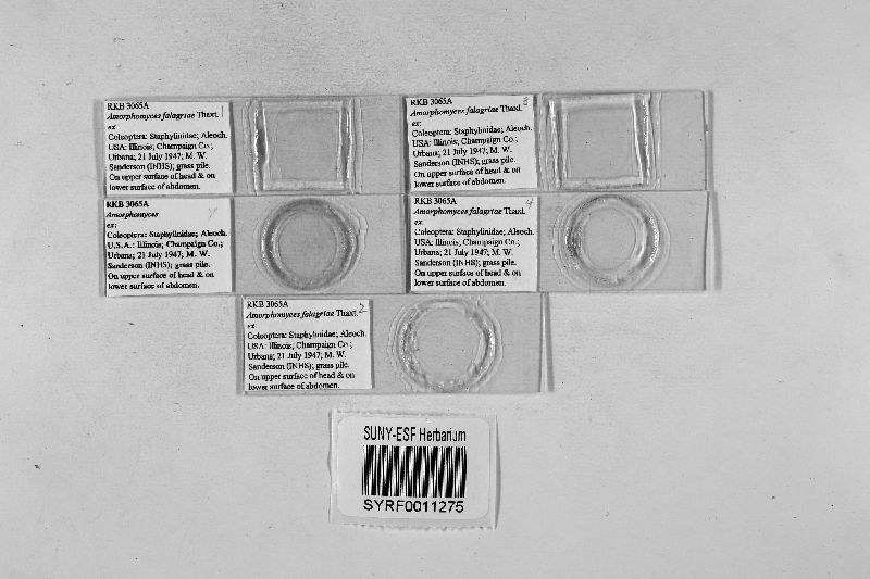 Amorphomyces falagriae image