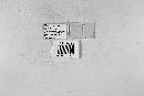 Dioicomyces anthici image